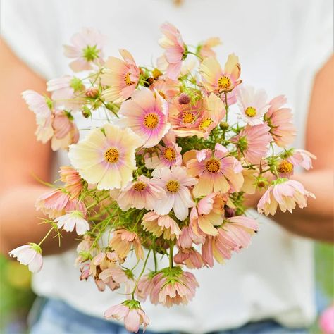 Cosmos Seeds - Apricot Lemonade Cosmos Apricot Lemonade, Apricot Lemonade Cosmos, Apricot Cosmos, Cosmos Flowers Garden, Cosmos Flowers, Flower Bulbs, Vegetable Seeds, Herb Seeds, Fresh Flower