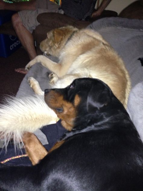 Rottweiler and golden retriever mix cuddling!! Love my babies!!!!! :) Rottweiler And Golden Retriever Together, Rottweiler And Golden Retriever, Golden Retriever And Rottweiler, Golden Retriever Mix, Lgbt Art, Rottweiler, Nyx, Dream Life, Cute Pictures