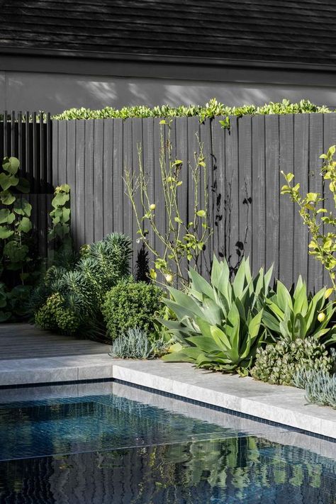 Miami Landscaping, Miami Backyard, Pool Plants, Mim Design, Australia Landscape, Pool Landscape Design, Mediterranean Landscaping, Australian Garden, Modern Pools