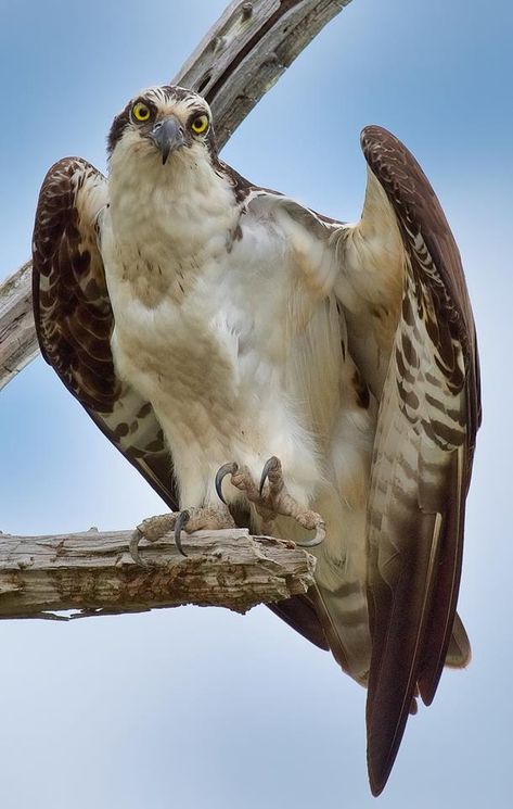 Bird Anatomy Reference, Bird Reference, Animal Study, Bird Wings, Angel Painting, Pretty Animals, Character Inspo, Bird Drawings, Wildlife Animals