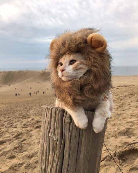 31 Remarkable Pics of Internet Gold A Cat, Lion, Instagram