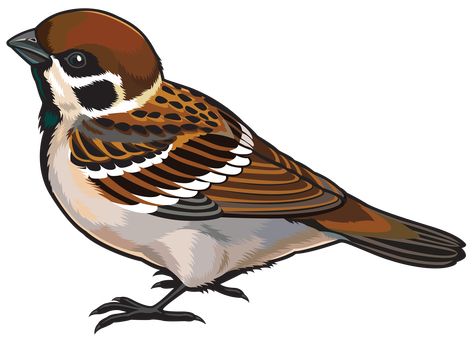 Bird Side View, Sparrow Clipart, Sparrow Drawing, Tree Sparrow, Sparrow Art, Clay Birds, Sparrow Bird, Art Painting Gallery, Color Pencil Art