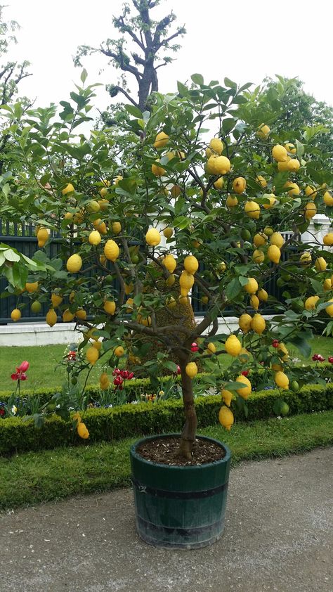 Fruit Trees Backyard Design, Fruit Trees In Pots, Fruit Trees Backyard, Potted Fruit Trees, Fruit Growing, Tattoo Plant, نباتات منزلية, Small Vegetable Gardens, Vegetable Garden Diy