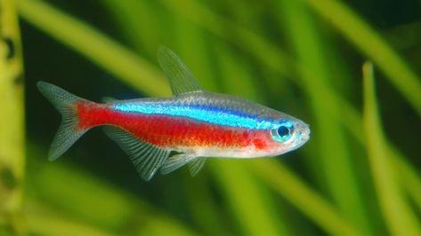 Egg Reference, Cardinal Tetra, 55 Gallon Fish Tank, Fish In Aquarium, Aquascaping Ideas, Tetra Fish, Colourful Fish, Neon Tetra, Community Tanks