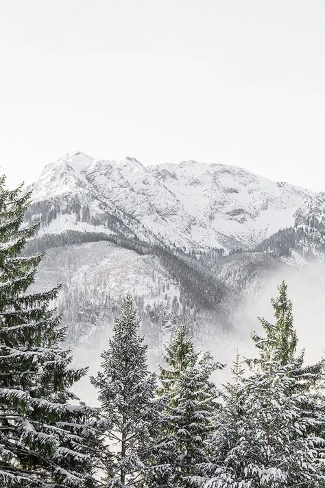 Snowy Mountain Print Green Pine Forest Mountain Wall Art | Etsy Snowy Pine Forest Aesthetic, Snow Topped Mountains, Winter Forest Mountain, Snowy Mountain Forest, Snowy Pine Forest, White Winter Aesthetic, Snowy Evergreen Trees, Winter Nature Photography, Christmas Trees Wallpaper