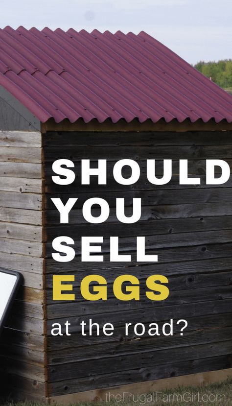 Wondering if you should sell your chicken eggs from your home? Try these helpful tips and tricks to get you started. via @tasiaboland Homesteading Chickens, Homesteading Inspiration, Selling Eggs, Best Egg Laying Chickens, Eggs For Sale, Egg Laying Chickens, Vegetable Stand, Raising Backyard Chickens, Farm Business