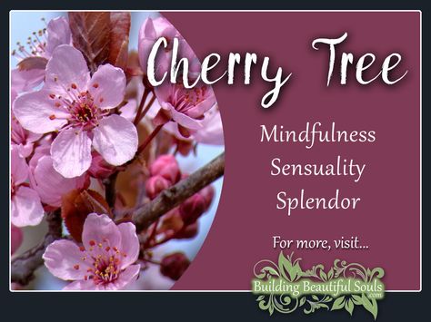 Cherry Tree is a powerful flower! Delve deeply into Cherry Tree Meaning & Symbolism! Get Cherry Tree Color Meanings, Spiritual Meanings & History! #cherry #tree #symbolism #meaning #spiritual Cherry Meaning, Autumn Wedding Flowers October, Cherry Blossom Meaning, Cherry Fruit Tree, Plant Symbolism, Tree Meanings, Cherry Blossom Season, Flower Meanings, Symbols And Meanings