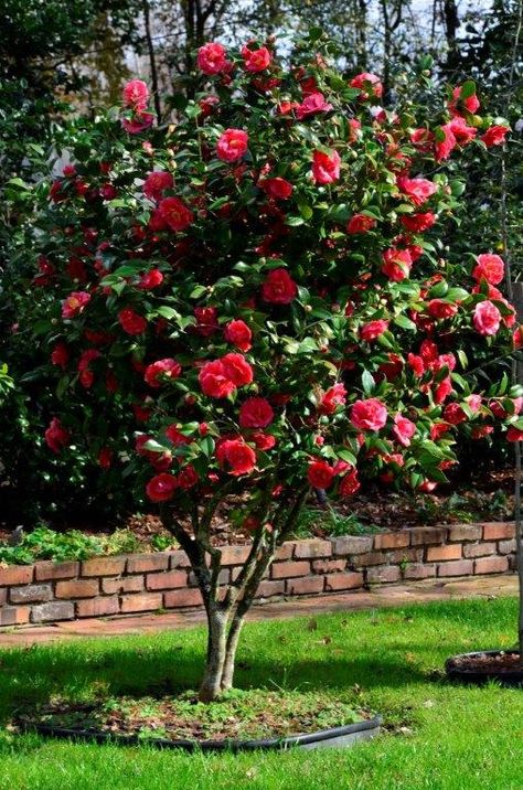 Camelia Tree, Camellia Tree, Camellia Plant, Camellia Japonica, Front Garden Landscape, Casa Exterior, Garden Architecture, Backyard Garden Design, Beautiful Flowers Pictures