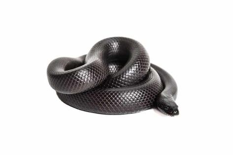 Mexican Black Kingsnake, Snake Coiled, Pet Snakes, Coiled Snake, Snake Venom, Pet Snake, Jungle Animal, Black Snake, Total Black