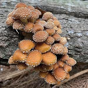 100 Chestnut Mushroom Plug Spawn to Grow Gourmet Medicinal Mushrooms at Home or Commercially on Logs or Stumps Long Stem Mushroom, Mushrooms Species, Brown Beech Mushrooms, Chestnut Mushroom, Cool Mushrooms Real, Mushrooms Growing, Spotted Mushroom, Chicken Of The Woods, Mushroom Grow Kit