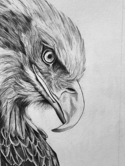 Eagle Sketch Pencil Drawings, Eagle Drawing Sketches, Sketched Animals, Eagle Sketch, Easy Scenery Drawing, Hanfu Art, Pencil Sketches Easy, Gucci Perfume, Pencil Drawing Images