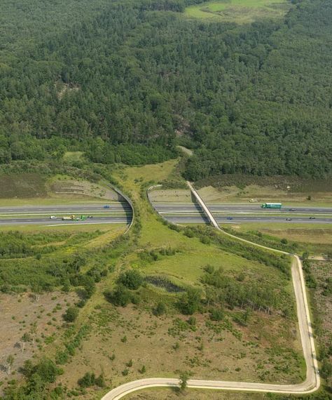 the borkeld netherlands animal bridge wildlife crossing overpass World Geography, Pedestrian Bridge, Bridge Design, Green Roof, Urban Planning, Aerial View, Landscape Architecture, Ecology, Animal Crossing