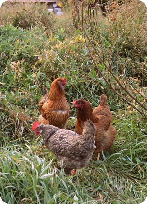 Farm Asthetic Picture, Country Farm Aesthetic, Aesthetic Chicken Coop, Aesthetic Farm Animals, Farm Life Aesthetic, Farming Aesthetic, Aesthetic Farm, Cottagecore Farm, Chicken Aesthetic