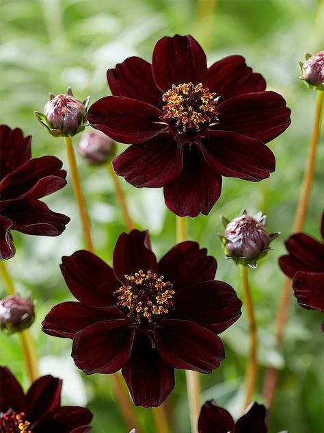 Cosmos Atrosanguineus (Chocolate Cosmos) | DutchGrown™ Chocolate Cosmos Flower, Lilac Varieties, Chocolate Cosmos, Lawn Alternatives, Jasmine Plant, Red Blossoms, Aromatic Plant, Fragrant Plant, Spring Plants