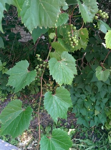 Wild Grapes Plants, Wild Grape Vine, Wild Grapes, Diy Grapevine Wreath, Food Foraging, Grape Plant, Wild Food Foraging, Edible Wild Plants, River Bank