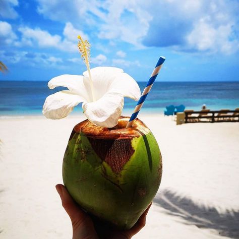 Fresh coconut water while vacationing in Saint Lucia Fresh Coconut Water, St Lucia Caribbean, Fresh Coconut, Saint Lucia, Tourism Website, Caribbean Island, Lombok, Caribbean Islands, Iconic Landmarks