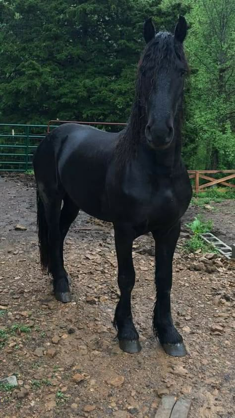 Friesian Horse Jumping, Percheron Horses Black, Friesian Cross Horse, Friesian Sport Horse, Fresians Horses Aesthetic, Centaur Base, Horse Friesian, Frisian Horse, Equestrian Farm