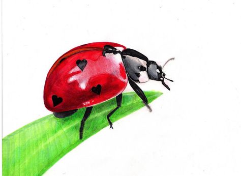 I think I'm addicted to drawing bugs. Mechanical pencil, marker, and colored pencil :) - Imgur Ladybirds Drawing, Ladybug Drawing Insects, Ladybird Drawing, Ladybug Painting, Ladybug Drawing, Bee Artwork, Ladybug Art, Bug Art, Beautiful Bugs