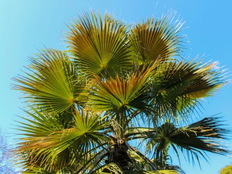 Windmill Palm Trees: How To Plant A Windmill Palm Tree Windmill Palm Tree, Rhapis Excelsa, Windmill Palm, Sago Palm Tree, European Fan Palm, Cold Hardy Palm Trees, Phoenix Dactylifera, Chamaedorea Elegans, Florida Palm Trees