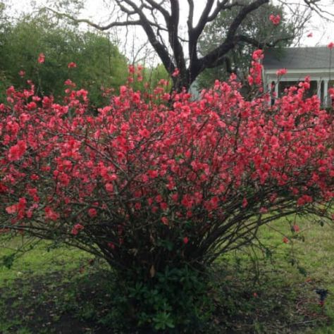 Japanese Quince, Small Front Gardens, Garden Problems, Flowering Quince, Early Spring Flowers, Video Garden, Garden On A Hill, Plant Ideas, Spring Landscape