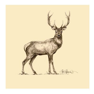 Deer drawing by Igor Lukyanov to be used for interior design of a hotel Deer Sketch, Stag Tattoo, Deer Drawing, Deer Illustration, Deer Tattoo, Deer Art, A Deer, Drawing Images, Arte Animal