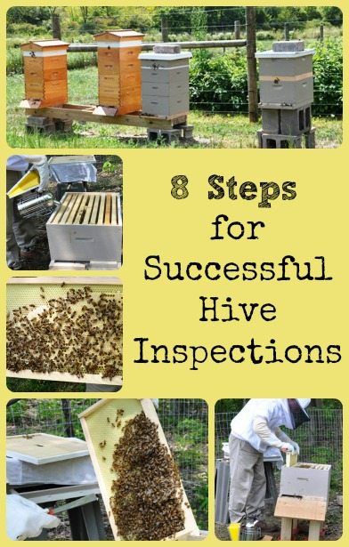 Backyard Beehive, Making Honey, Bee Hive Plans, Backyard Bee, Beekeeping For Beginners, Raising Bees, Backyard Beekeeping, Buzz Bee, Honey Bee Hives