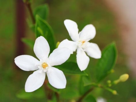 From+jasmine+vines+to+jasmine+shrubs,+find+out+how+to+plant+and+care+for+this+popular,+prolific+garden+plant. Common Jasmine, Casa Miami, Best Ground Cover Plants, Jasmine Tattoo, Jasminum Officinale, Jasmine Vine, Evergreen Vines, Pollinator Plants, Hgtv Garden