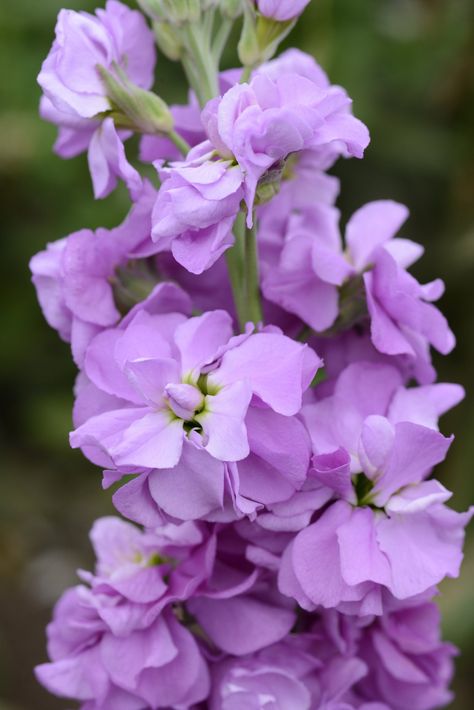 "100 Stock Seeds Matthiola Column Lilac Lavender Matthiola Seeds These stock seeds of the Column Lilac Lavender will make some great cut flowers when grown. Matthiola seeds will grow nice plants for flower arrangements with strong long sturdy stems. The Matthiola Column is a dense, showy spikes of scented, large, double flowers closely spaced on the single stems. Produces approximately 50% double flowering plants. Single-stemmed florist types have dense, showy spikes of scented, large, double fl Matthiola Incana, Evening Garden, Purple Flowers Garden, Lavender Seeds, Spring Sewing, Flower Identification, Flower Colour, Cottage Garden Plants, Seed Catalogs