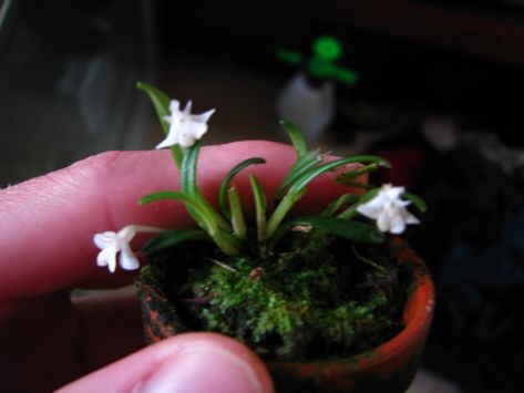 Click the image to open in full size. Mini Orchids, Orchid Terrarium, Miniature Orchids, Orchid Centerpieces, Rare Orchids, Orchids Garden, Tiny Plants, Miniature Plants, Blue Orchids