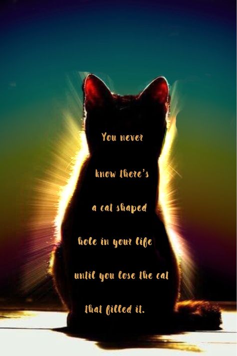 You never know you have a cat . . . | Rainbow Bridge Bridge Quotes, Pet Poems, Cat Poems, Cat Love Quotes, Cat Spirit, Cat Loss, Pet Remembrance, Cat Facts, Cat Quotes