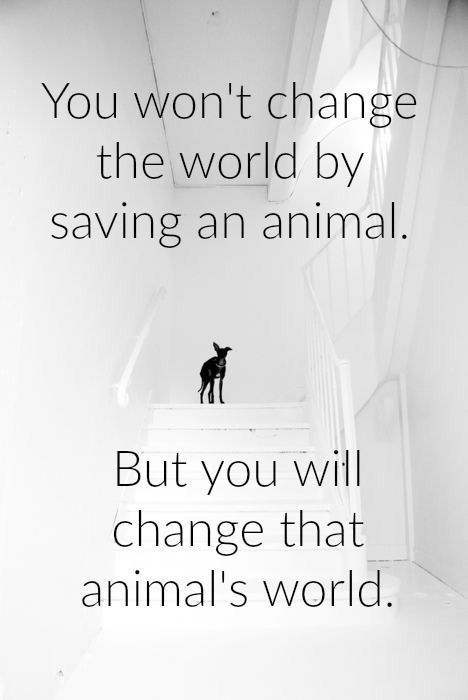 You won't change the world by saving an animal... But you will change that animal's world. Rescue Quotes, Dogs Quotes, Stop Animal Cruelty, Adopt A Dog, Save Animals, Animal Rights, Animal Quotes, Dog Quotes, An Animal