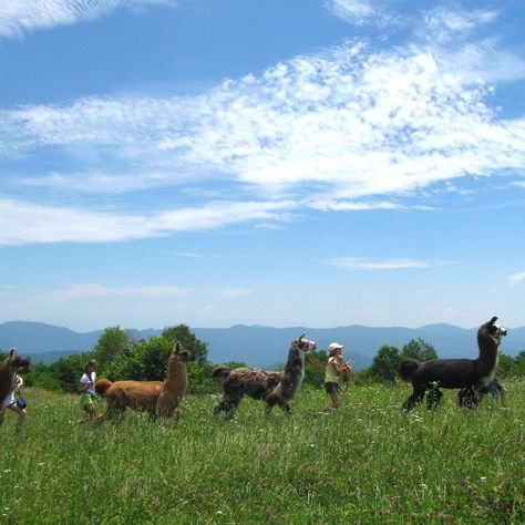 Tennessee Adventures, Greeneville Tennessee, Tennessee Vacation, Cute Llama, East Tennessee, Relaxing Day, Day Hike, Beautiful Mountains, Smoky Mountains