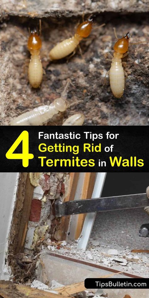 How To Get Rid Of Termites, Termites Diy How To Get Rid, How To Repel Flies, Flying Termites, Repel Flies, Signs Of Termites, Drywood Termites, Termite Prevention, Wood Termites