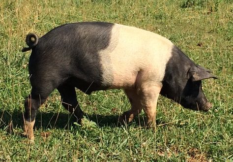 This is one of our pastured pigs.  He is a Hampshire with just a wee little bit of Yorkshire in him.  We had just had a thunderstorm the night before, and he is looking around in the pasture... Pigs On Farm, Hampshire Pig, Pig Photography Farm, Pastured Pigs, Gloucestershire Old Spot Pigs, Pig Pictures, Pig Trail Scenic Byway, Farm Scene, Hampshire