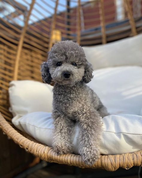 Toy Poodle Haircut, Grey Poodle, Silver Poodle, Poodle Mom, Birthday Girl Quotes, Really Cute Dogs, Miniature Poodle, Silly Dogs, Toy Poodle