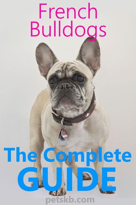 Frenchie Training Tips, Frenchie Care Tips, French Bulldog Care Tips, Frenchie Tips, Toy French Bulldog, Tan French Bulldog, Bulldog Drawing, Baby French Bulldog, Bulldog Training