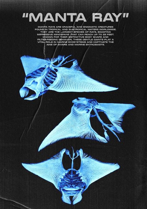 Manta Ray Skeleton, Manta Rays Aesthetic, Manta Ray Aesthetic, Manta Ray Wallpaper, Ocean Posters, Marine Poster, Skeletal Structure, Ocean Poster, Marine Creatures