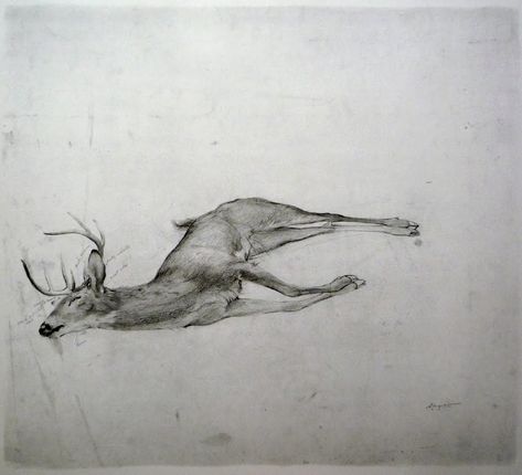 andrew wyeth deer Andrew Wyeth Art, Deer Sketch, Jamie Wyeth, Nc Wyeth, Deer Drawing, Tattoo Symbols, Getting A Tattoo, Deer Art, Andrew Wyeth