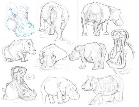 Hippos Amazing Hippos Hippo Drawing Reference, Hipo Drawing, Hippopotamus Sketch, Hippo Sketch, Hippopotamus Drawing, Hippo Drawing, Cartoon Drawings Of People, Cartoon Drawings Disney, Cartoon Drawings Of Animals