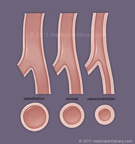 Systemic Vascular Resistance - Medical Art Library Ultrasound School, Smooth Muscle, Vascular Ultrasound, Medical Sonography, Diagnostic Medical Sonography, Art Library, Muscle Contraction, Medical Art, Blood Vessels