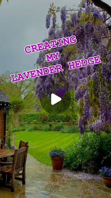 Stephanie Fox on Instagram: "MY LAVENDER STORY💜  First picture was taken in the front garden 2020 (Lockdown) - as you can see - NO LAVENDER. I started taking photos  and videos and then my daughter Rachel suggested Instagram so that I could keep a record - I started to get followers and so I too started to follow like minded gardeners - how wonderful is this I thought. Inspired by other gardens I started to look at mine - to see how I could make it more beautiful and attract more bees and butterflies - I came across @anya_thegarden_fairy and saw her beautiful lavender hedge and that was it.  May 2020 I made my own lavender hedge and it’s been one of the most beautiful things I’ve done. I bought English lavender Hidcote and Munstead and planted alternatively. The hedge border was dug and I Lavender Hidcote, Lavender Hedge, Get Followers, Bees And Butterflies, English Lavender, How To Get Followers, Taking Photos, Front Garden, Hedges