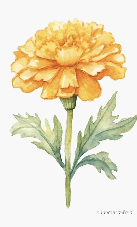 A watercolor design for a marigold flower Watercolour Marigold Flower, Vintage Marigold Illustration, Indian Flower Illustration, Marigold Flower Watercolor, Marigold Flower Sketch, Marigold Painting Easy, Marigold Watercolor Painting, Marigold Illustration Indian, Marigold Flower Art