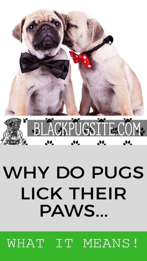 Pug Facts, Old Pug, Black Pug Puppies, Fawn Pug, Baby Pugs, Fawn Colour, Black Pug, A Pug, Pug Puppies