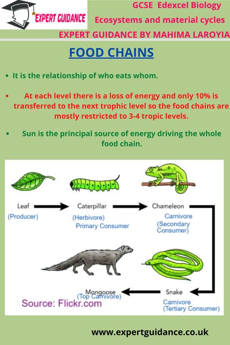 Easy Notes, Gcse Biology, Summary Notes, Trophic Level, Biology Revision, Carbon Cycle, Study Biology, Revision Notes, Food Production