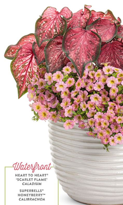 Pink Flower Combinations, Street Planters, Flower Combos, Fountain Planter, Container Recipes, Patio Container Gardening, Indoor Fairy Gardens, Flower Containers, Porch Flowers