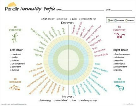 Parelli horsenality/ personality chart from... http://www.horsechannel.com/horse-exclusives/parelli-horsenality.aspx Parelli Horsenality, Natural Horsemanship Training, Trail Riding Horses, Personality Chart, Horse Behavior, Horse Info, Equestrian Problems, Horse Anatomy, Natural Horsemanship