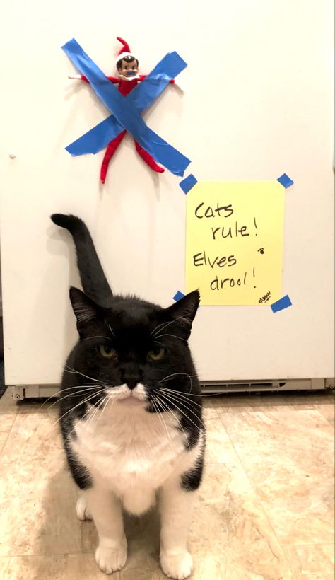 Cats rule, elves drool! 😹 Elf On The Shelf Ideas With Cats, Elf On The Shelf Cat Ideas, Elf 2024, Forever Puppy, Elf Shenanigans, Awesome Elf On The Shelf Ideas, Elf Activities, Cats Rule, Shelving Ideas