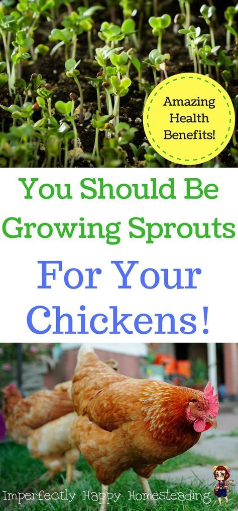 Growing Sprouts for Your Backyard Chickens as a Supplemental Feed. Why & How You Can Do This & The Amazing Health Benefit for YOU & Your Hens! Sprouts For Chickens, Chicken Coop Hacks, Growing Sprouts, Easy Chicken Coop, Portable Chicken Coop, Chicken Health, Backyard Poultry, Crazy Chicken Lady, Keeping Chickens