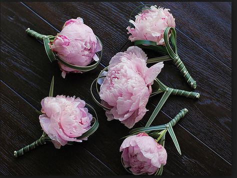 Peony Boutonniere, Pink Boutonniere, Groom Buttonholes, Deer Resistant Perennials, Corsage And Boutonniere, Corsage Prom, Peony Wedding, Groom Boutonniere, Flower Corsage