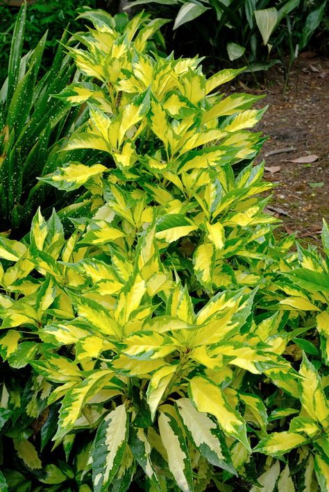 Aucuba | Aucuba Varieties | Aucuba japonica | Japanese Laurel Shrubs For Dry Shade, Aucuba Japonica, Dark Green Leaves, Blue Tree, Colorful Plants, Ornamental Plants, Evergreen Shrubs, The Leaf, Garden Features